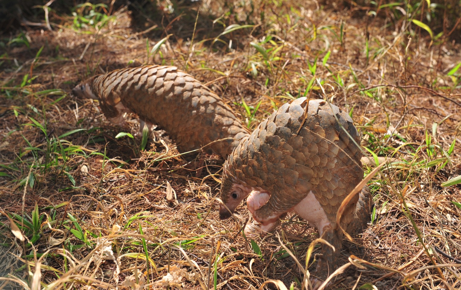 Seizures show scale of pangolin peril | University of Oxford