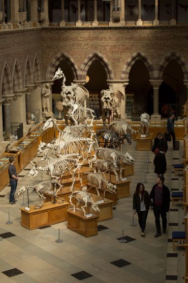 Skeletons inside the Oxford University Museum of Natural History