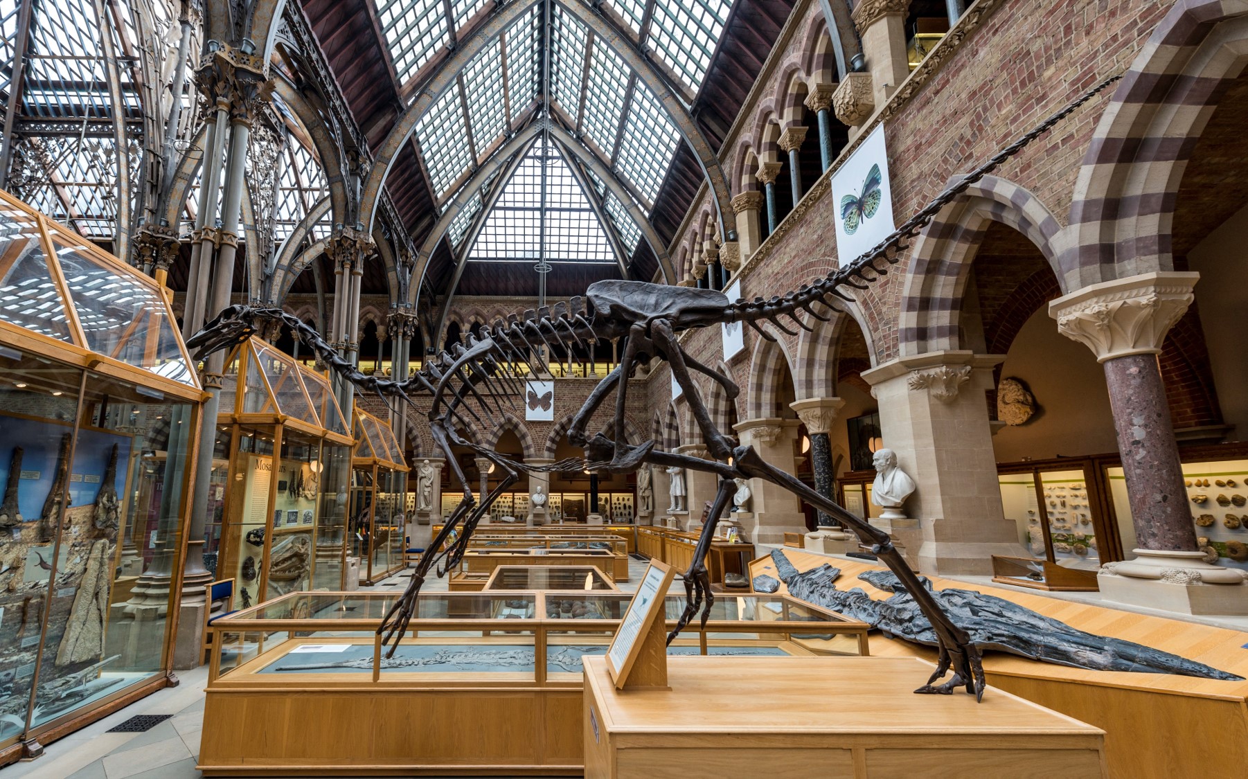 A reconstructed dinosaur skeleton on display in the Oxford Museum of Natural History