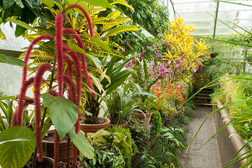 Plants and flowers inside a greenhouse at the Botanic Garden