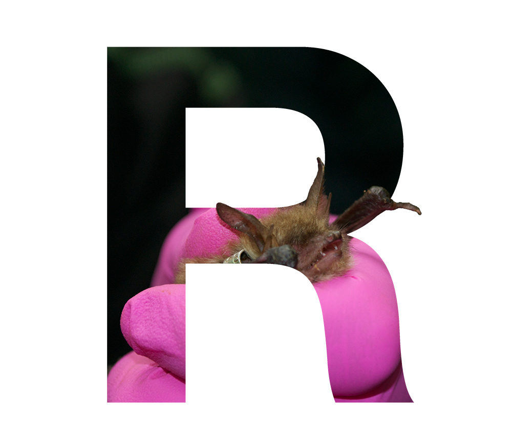 R is for Research