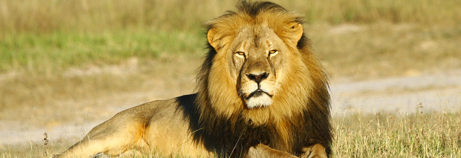 The Cecil Lion Summit