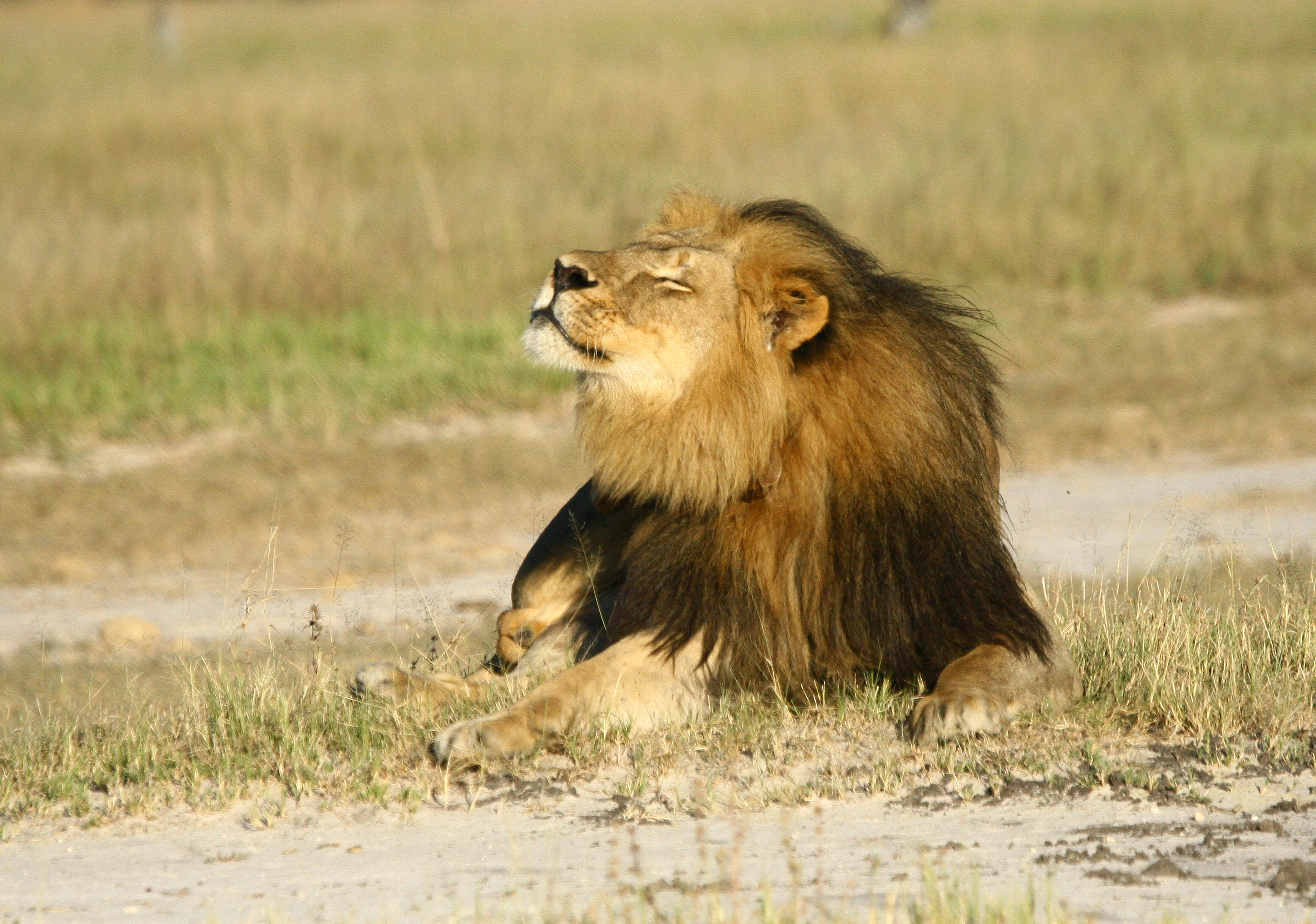 Cecil the lion’s son Xanda also shot dead in Zimbabwe