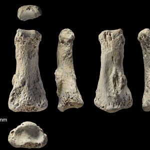 Ancient bones suggest first humans travelled further than we think