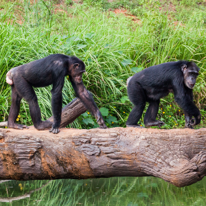 Chimpanzees shown spontaneously 'taking turns' to solve number puzzle