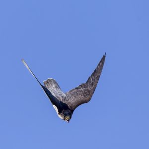 Extremely fast dives help peregrine falcons manoeuvre to catch agile prey