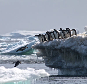 Antarctic penguin hotspot discovery fuels need for marine reserve