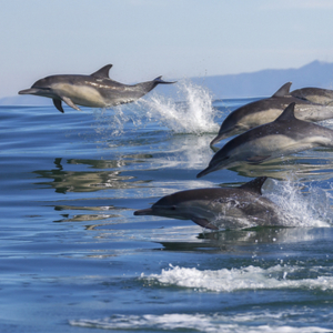 Dolphin brains show signs of Alzheimer’s Disease