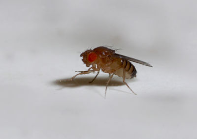 Frisky female fruit flies become more aggressive after sex