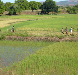 Crop remains point to surprising early colonisers of Madagascar