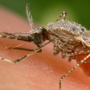 Genetic study shows how malaria mutations beat treatments