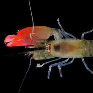 Prog rock giants Pink Floyd honoured in naming of newly-discovered shrimp