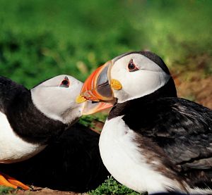 Puffins that stay close to their partner during migration have more chicks 
