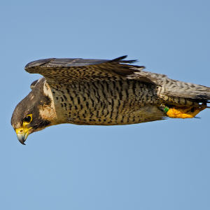 Replicating peregrine attack strategies could help down rogue drones