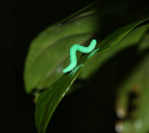 Fake caterpillar study reveals global pattern in predation