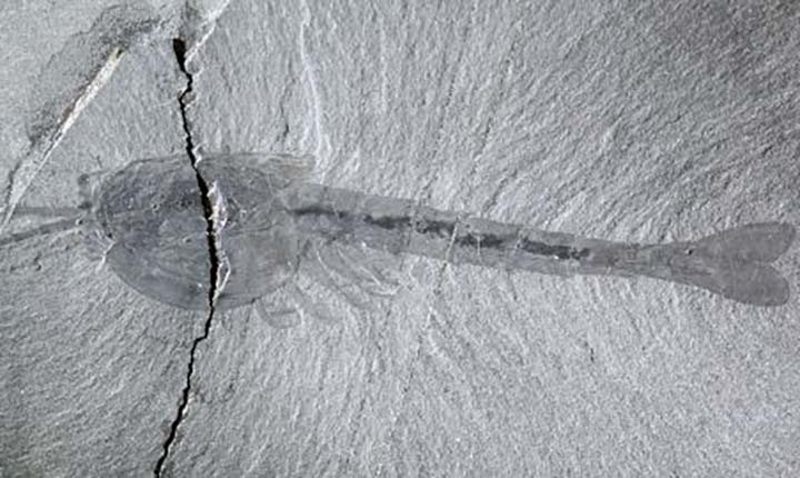 Scientists shed light on Burgess Shale preservation for first time