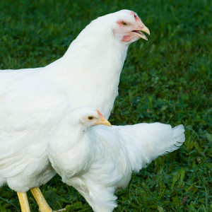 Chicken study reveals evolution can happen much faster than thought