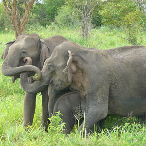 Wild Sri Lankan elephants retreat from sound of Asian honey bees