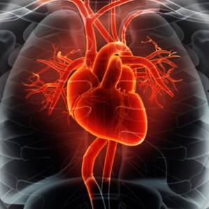 Mechanism behind sudden cardiac deaths in sports uncovered