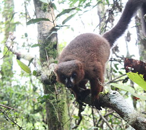 Red-bellied lemurs maintain gut health through touching and ‘huddling’