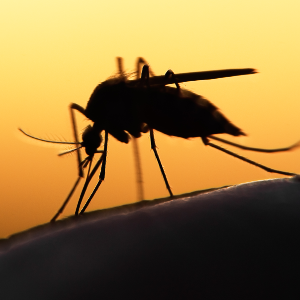   New study sheds light on how mosquitoes wing it