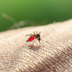 Malaria in Africa Cut By Half Since 2000