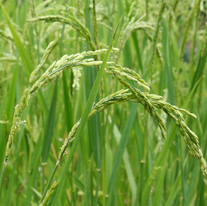 Breakthrough in efforts to 'supercharge' rice and reduce world hunger