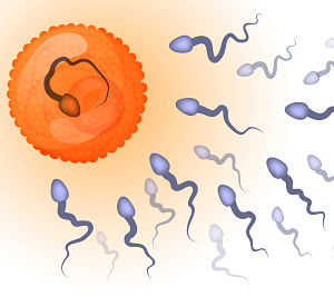 Maths formula offers key to sperm fertility