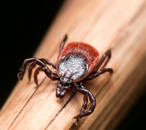 From bug to drug: tick saliva could be key to treating heart disease