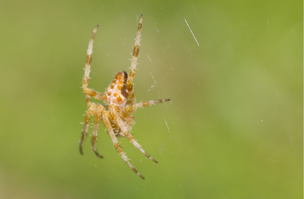 How Ultra-Sensitive Hearing Allows Spiders to Cast a Net on Unsuspecting  Prey, Science