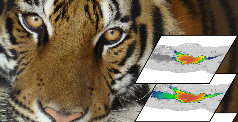 Endangered tiger population in ground-breaking population modelling study