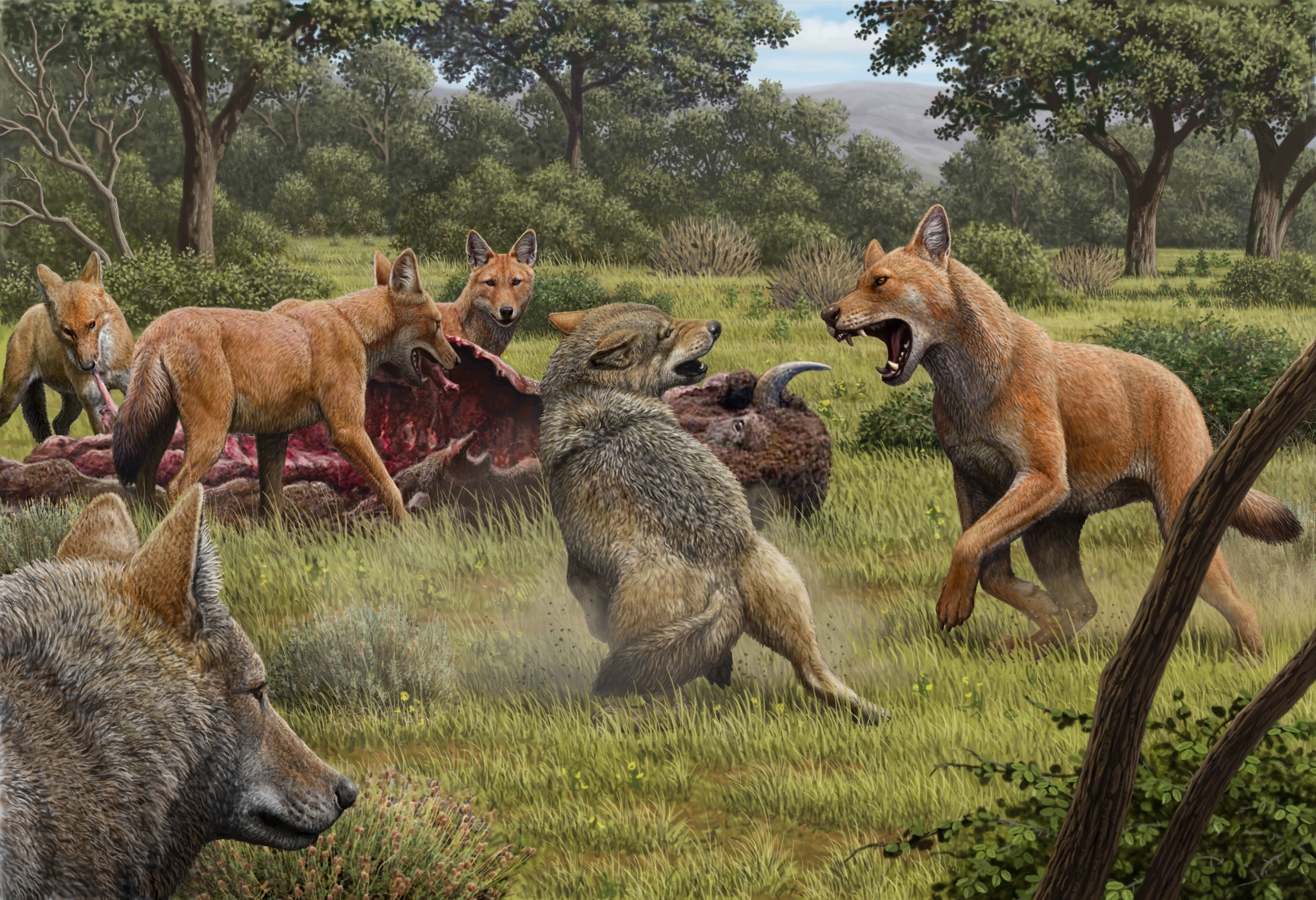 Dire Wolves: not just a Game of Thrones’ fantasy - a fearsome.