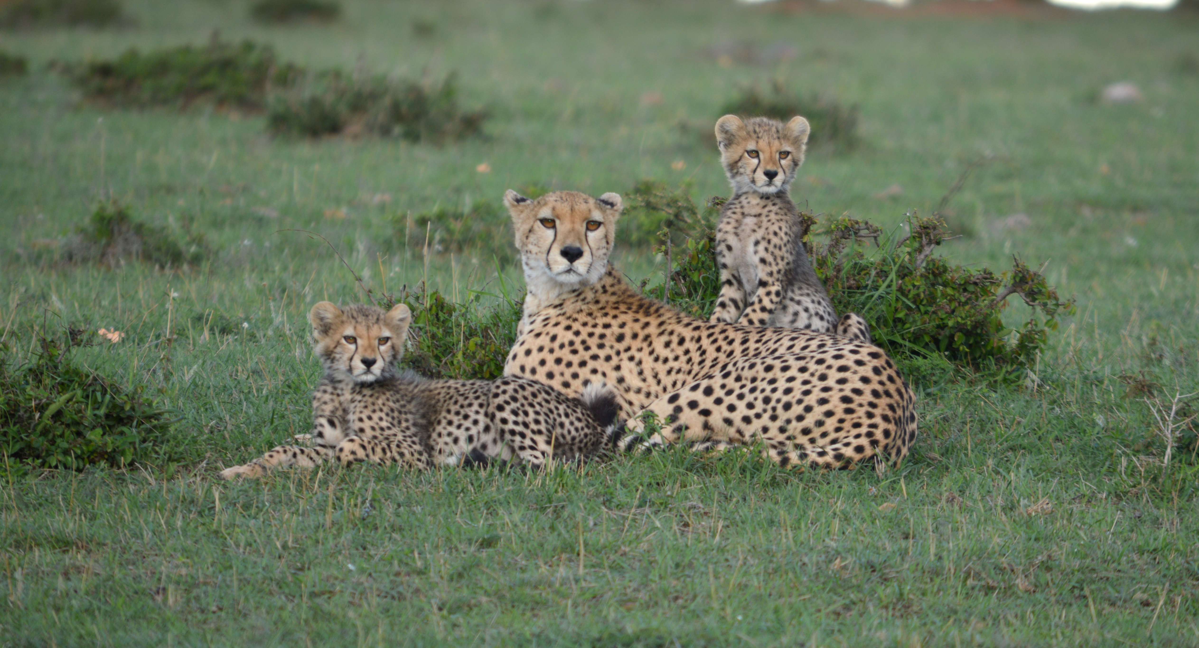 Estimates of cheetah numbers are 'guesswork', say researchers