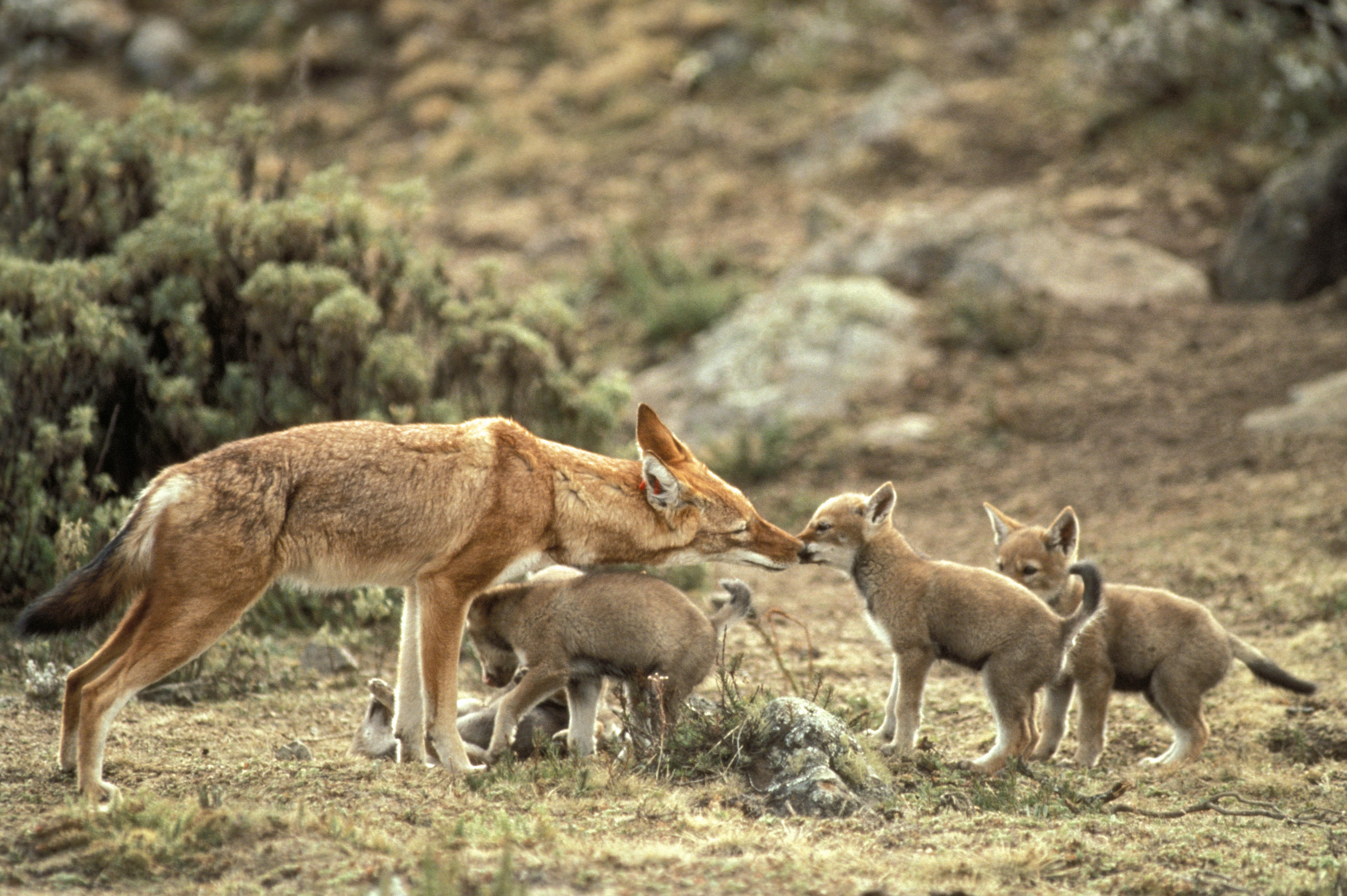 oral rabies vaccine for dogs