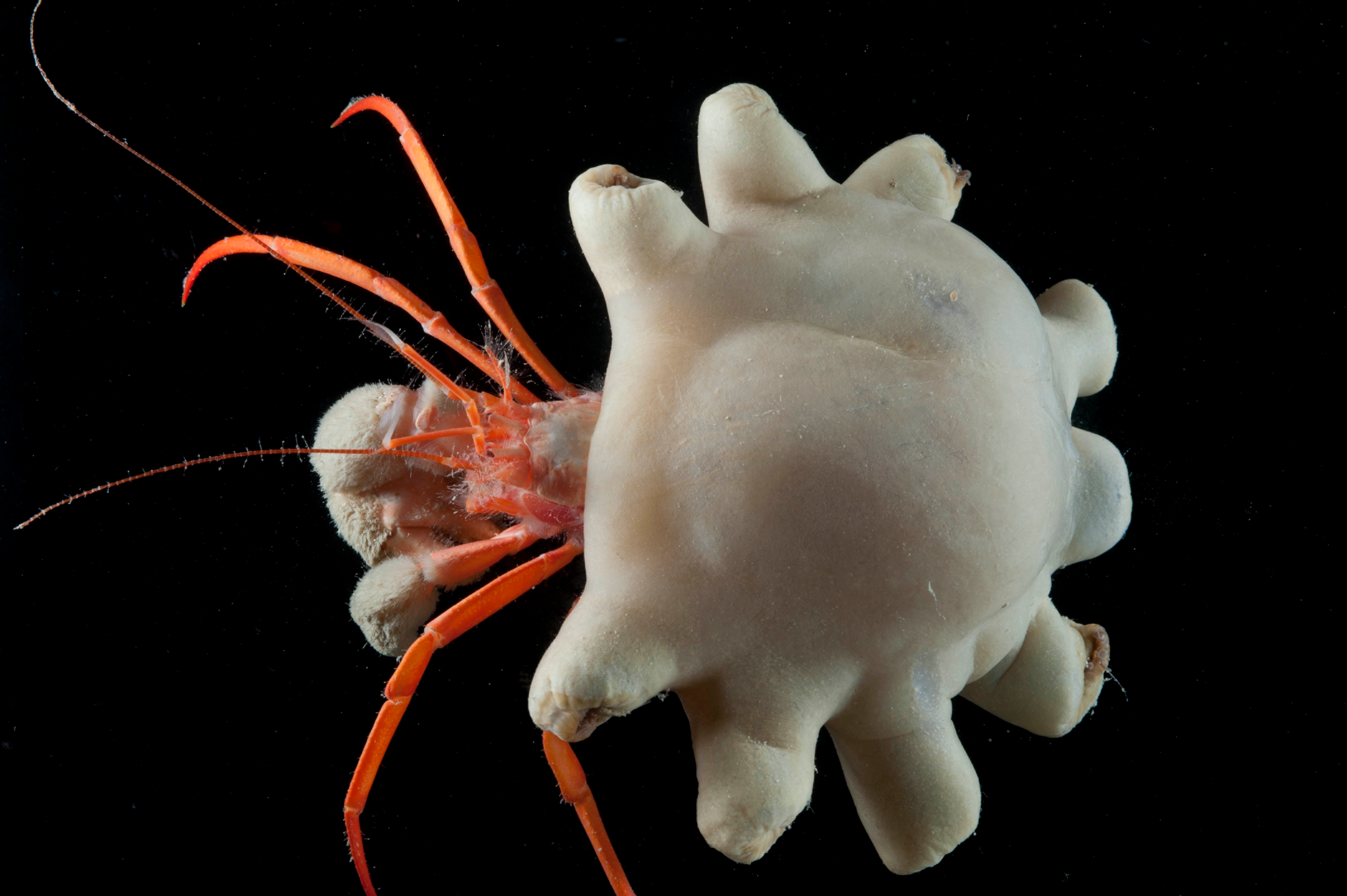 First evidence of deep-sea animals ingesting microplastics
