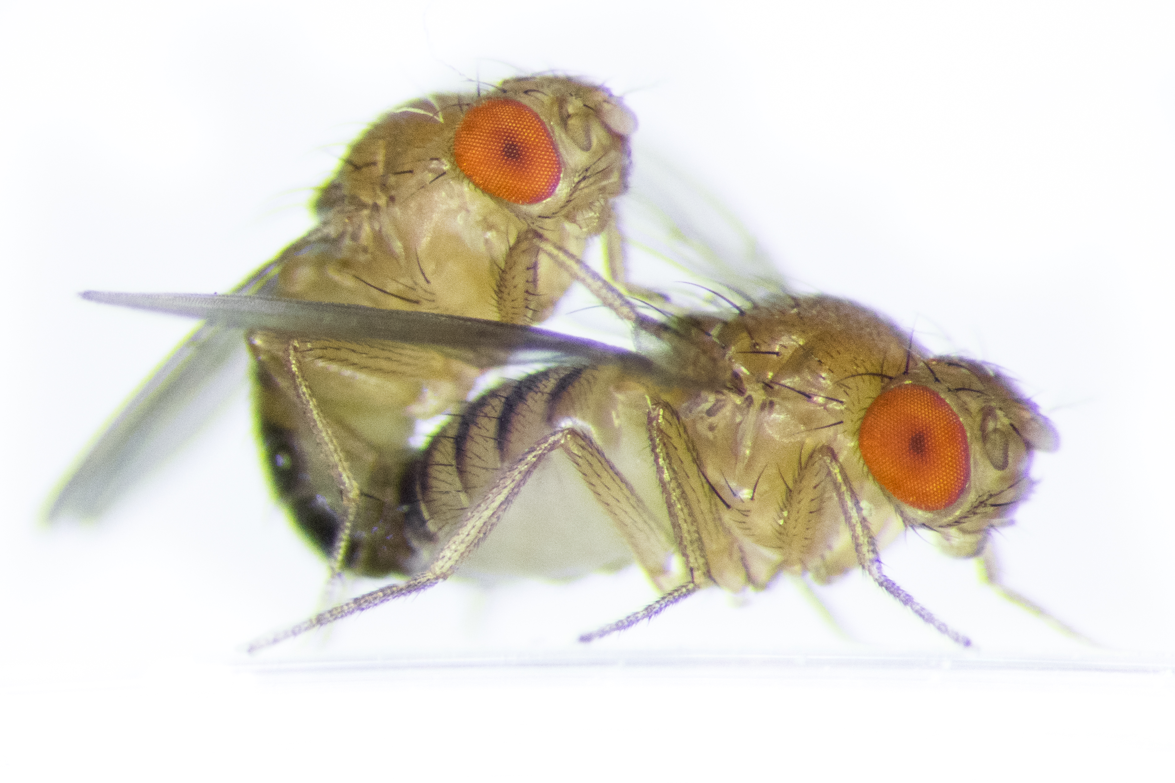 Fruit fly promiscuity alters the evolutionary forces on males