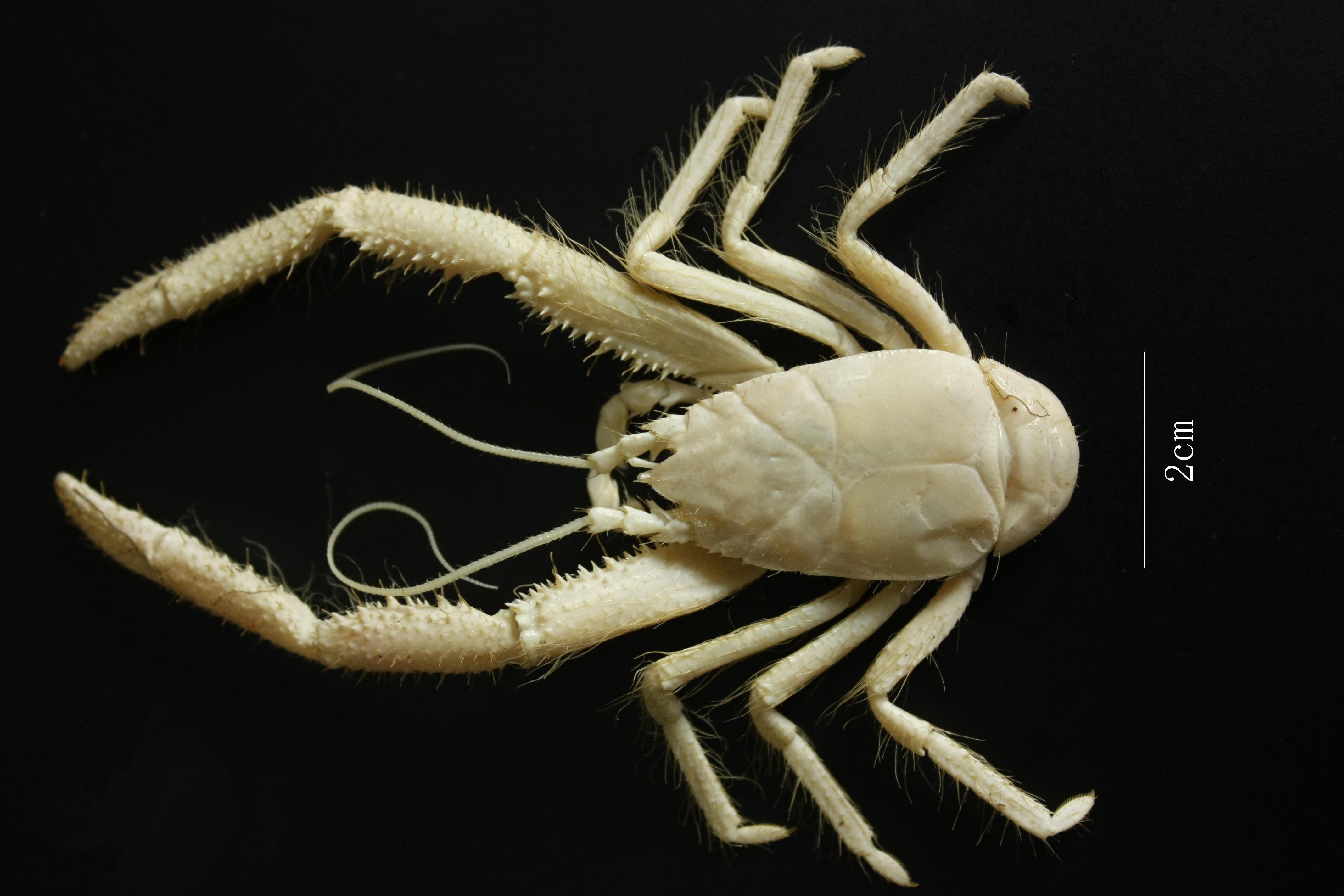 Deepsea wildlife more vulnerable to extinction than first thought