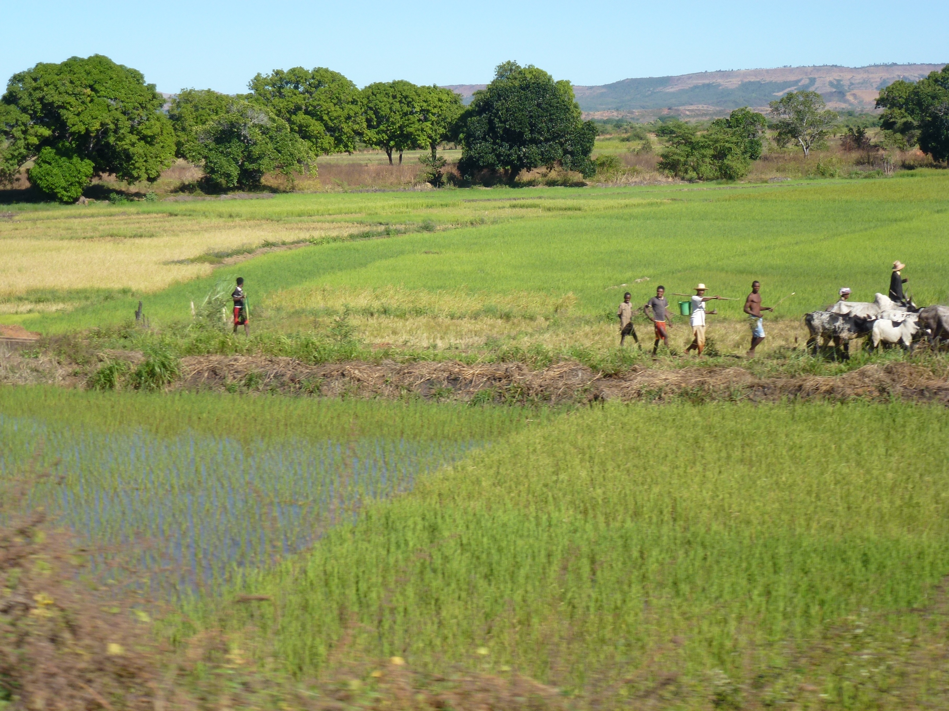 Crop remains point to surprising early colonisers of Madagascar