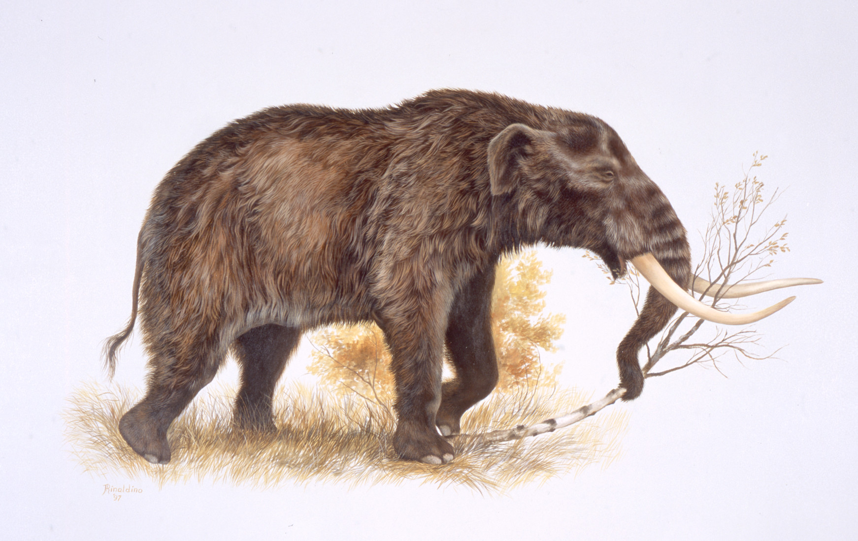 Ancient relative of the elephant 'holidayed in warm Arctic' | University of  Oxford