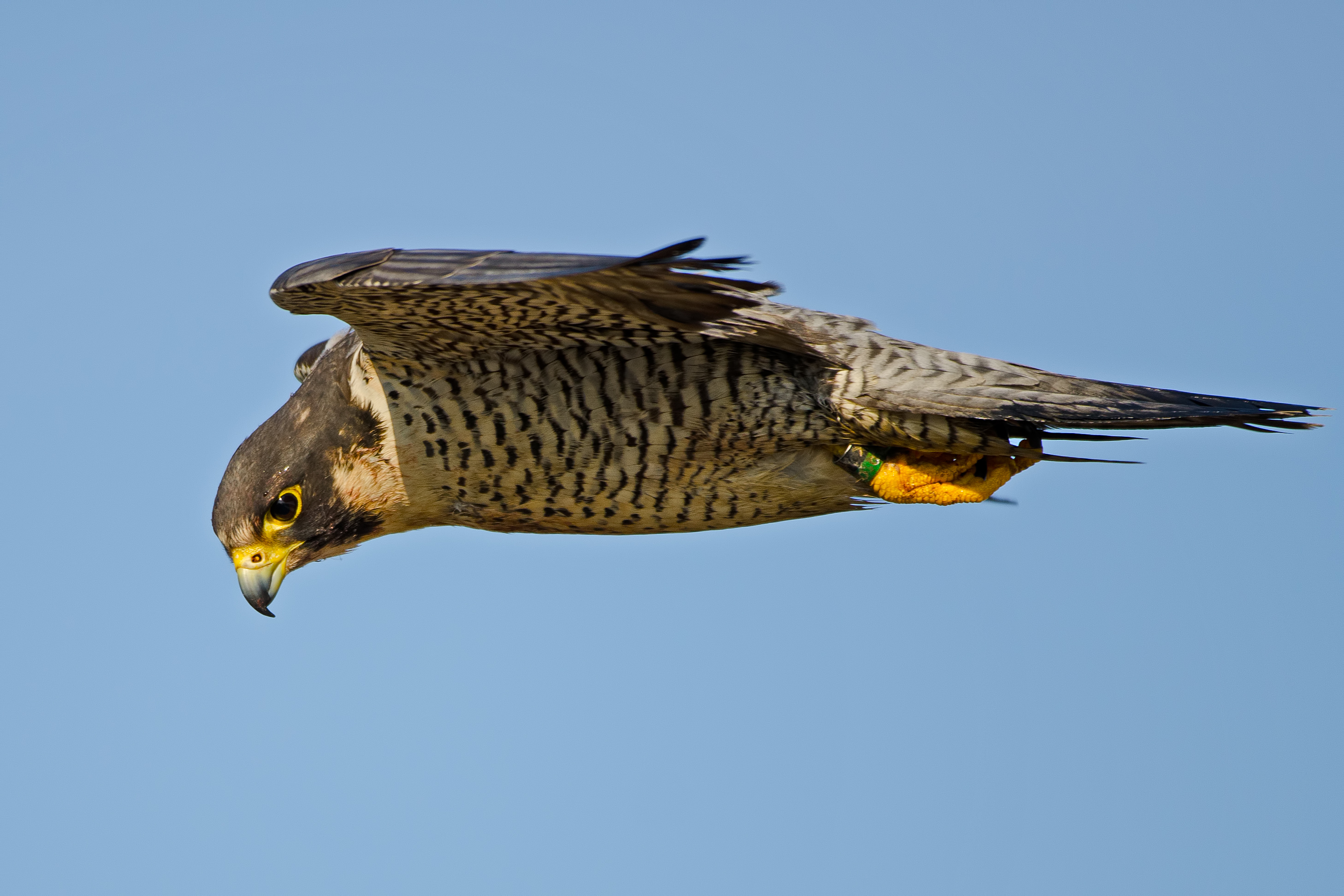 Скорость полета сапсана. Сокол Сапсан. Сокол Сапсан птица. Сапсан Falco peregrinus. Сокол Сапсан пикирует.