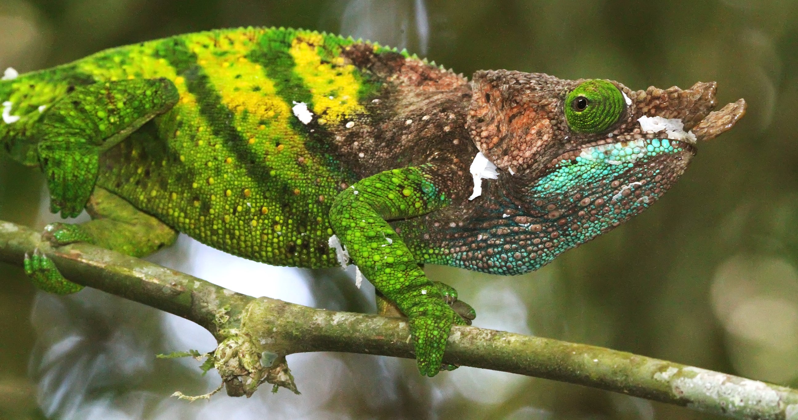 Island reptiles face extinction before they are even studied, warns new global review