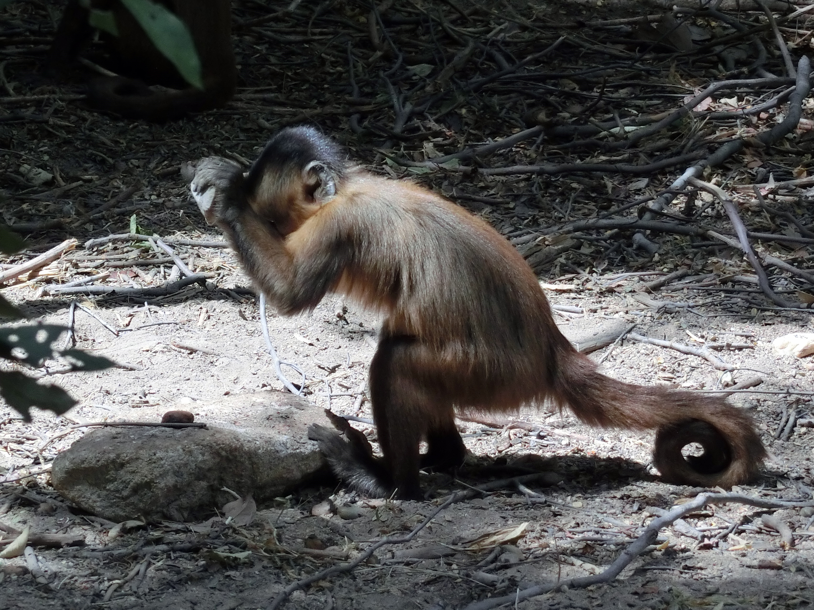 Monkeys in Brazil have used stone tools for hundreds of years at least