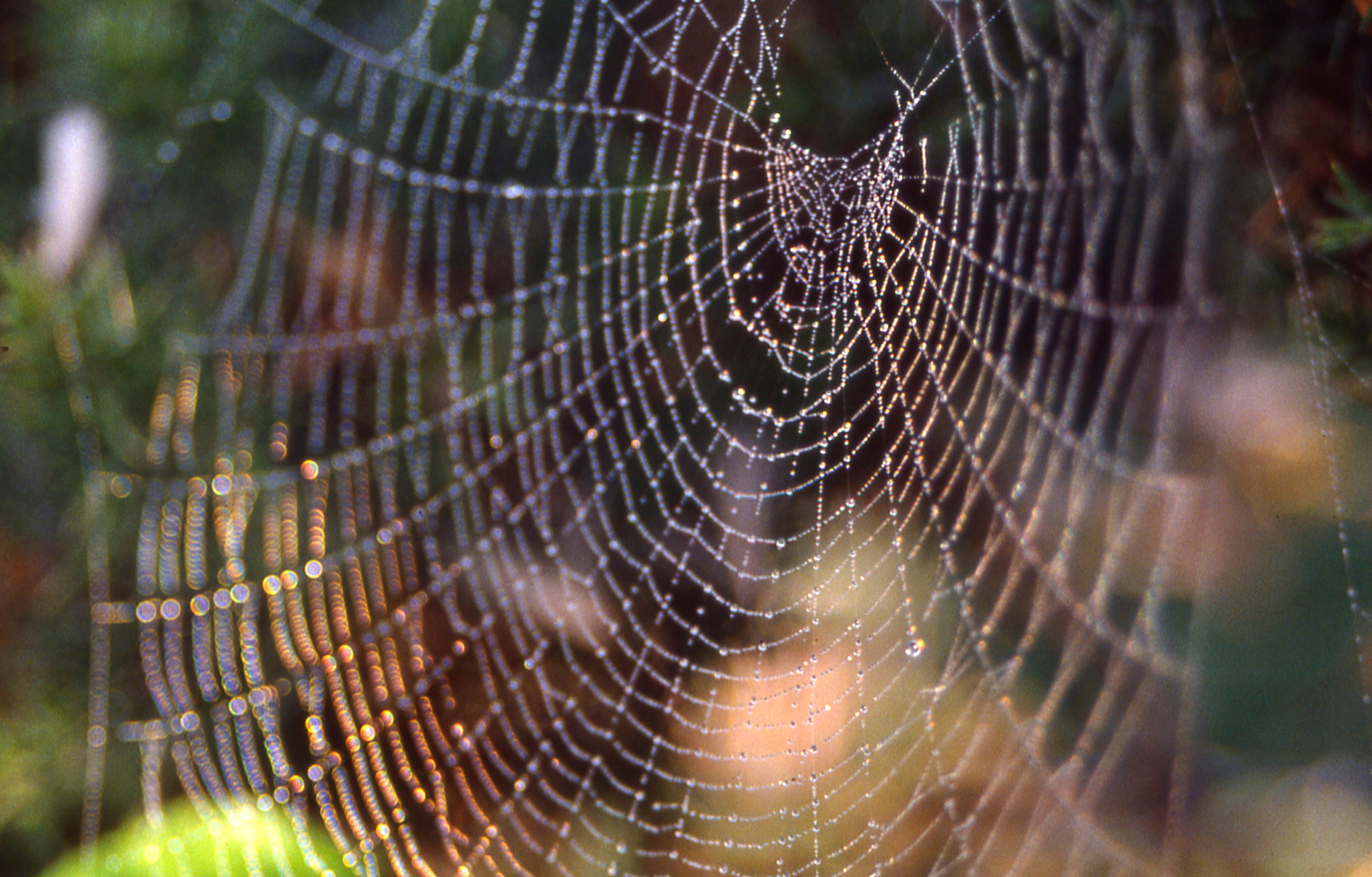 Spiderwebs and spider silk, explained