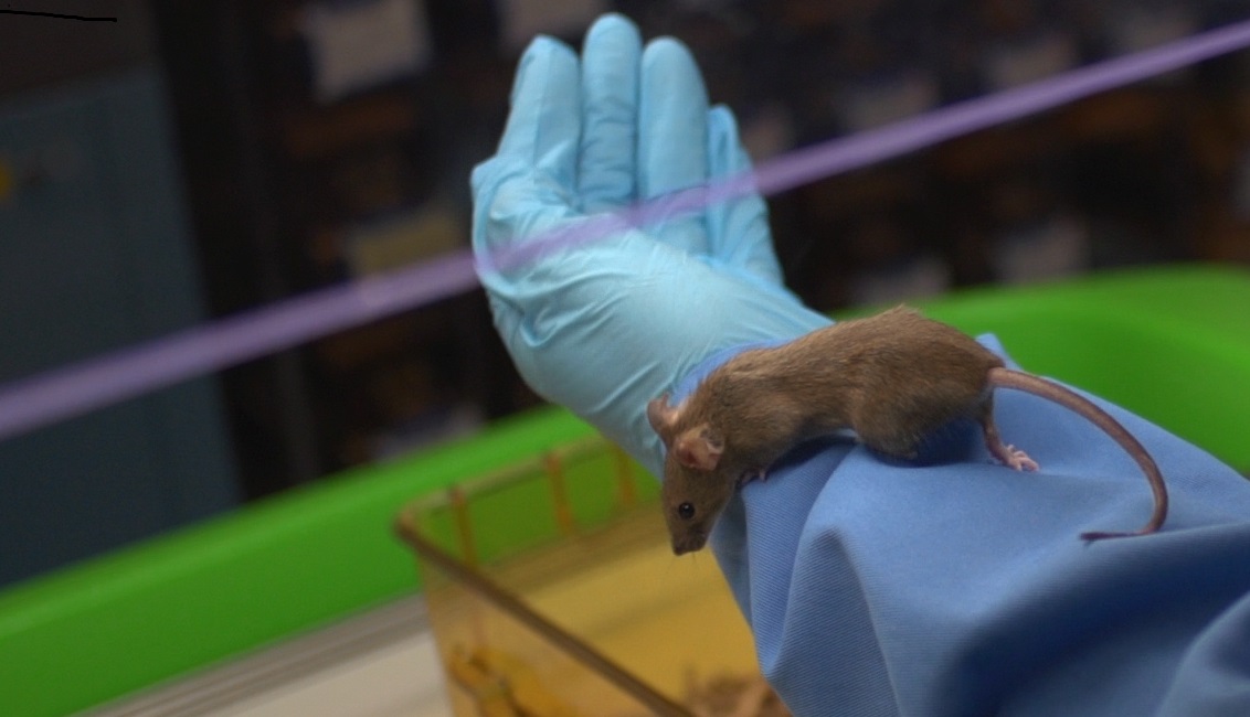 Top ten universities conduct a third of UK animal research