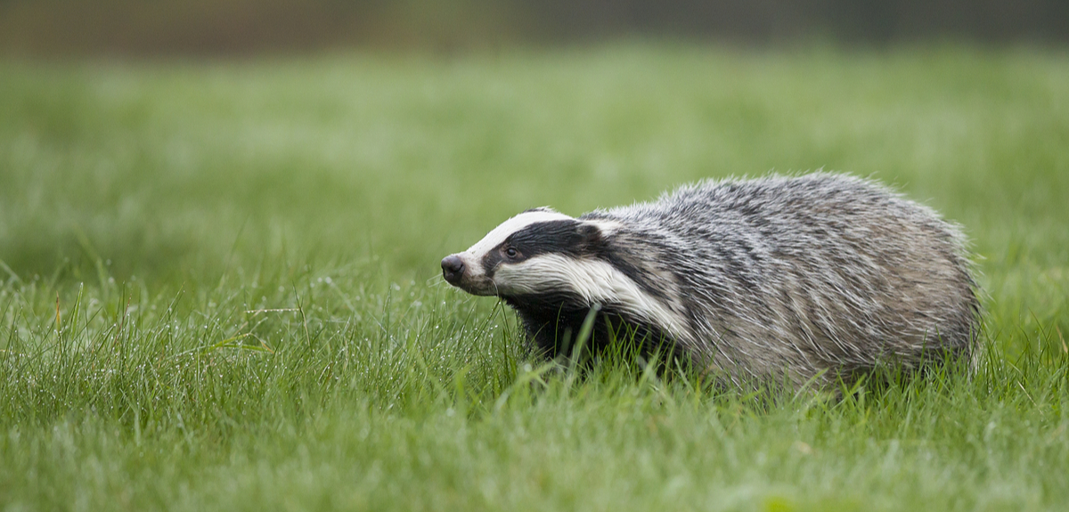 Fairweather badgers how appearances can be deceptive in climate