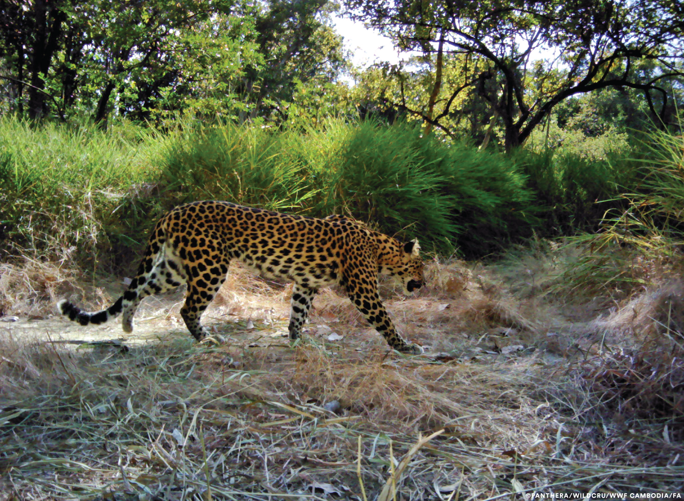 New study confirms Cambodia's last leopards on brink of extinction