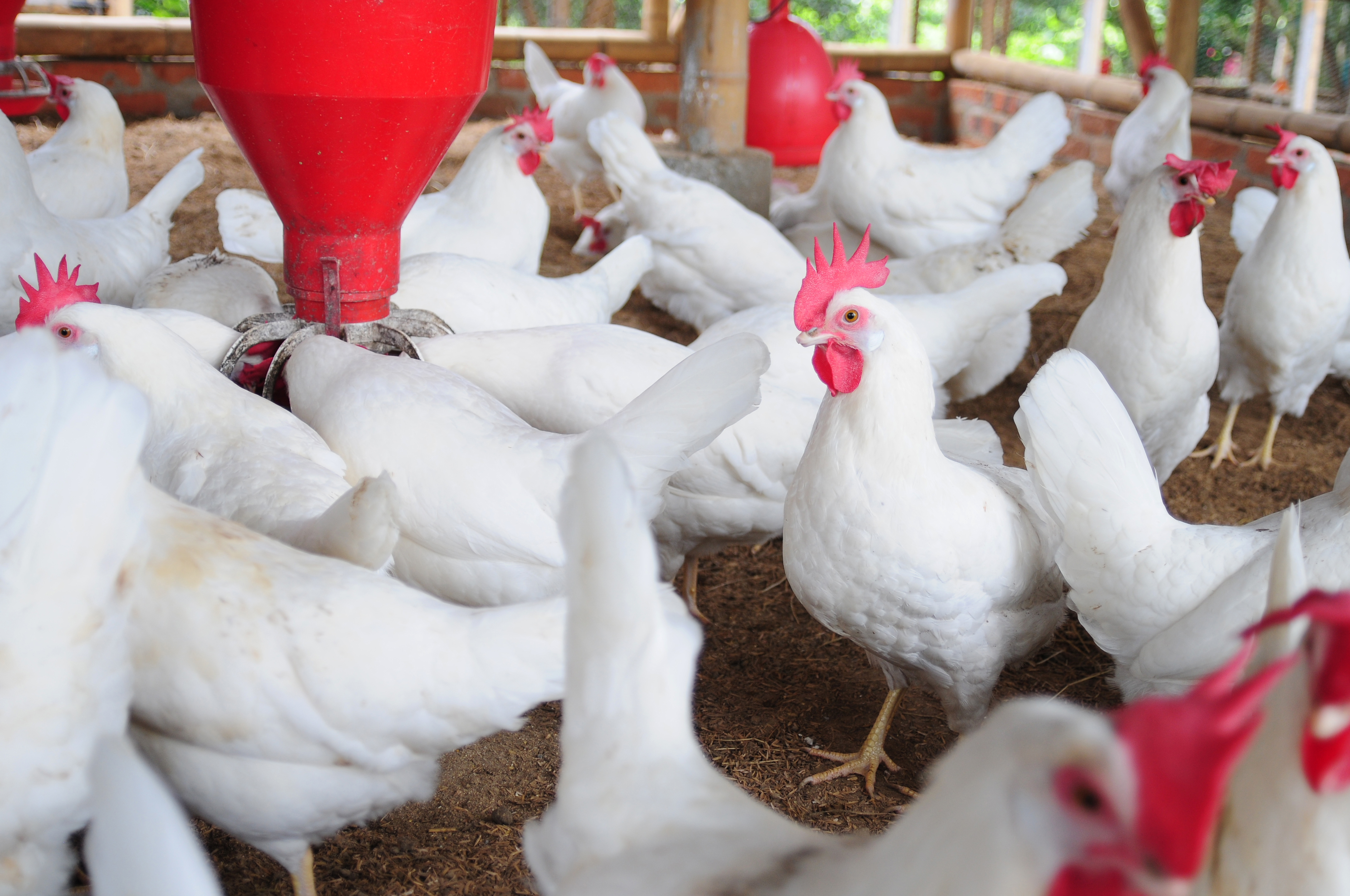 Monitoring chicken flock behaviour could help combat leading cause of food poisoning