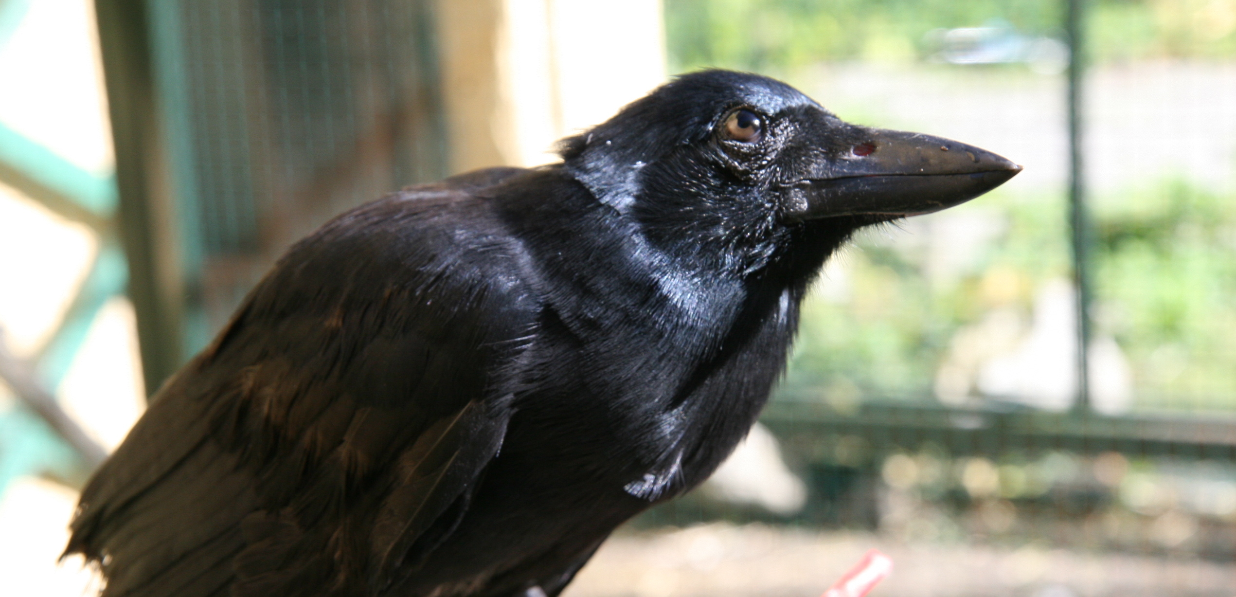 New Caledonian crows can create tools from multiple parts |