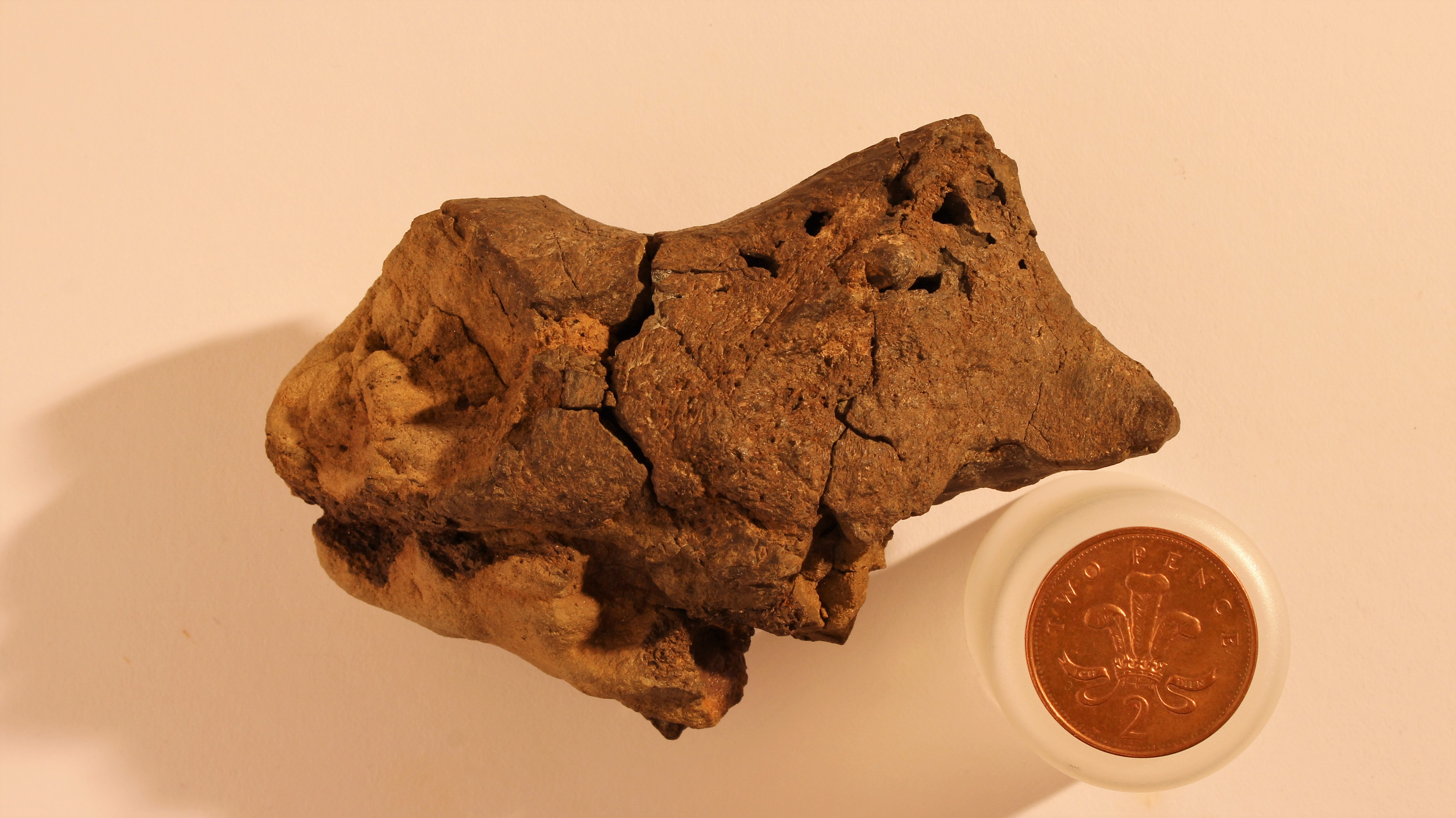 Fossilised dinosaur brain tissue identified for the first time