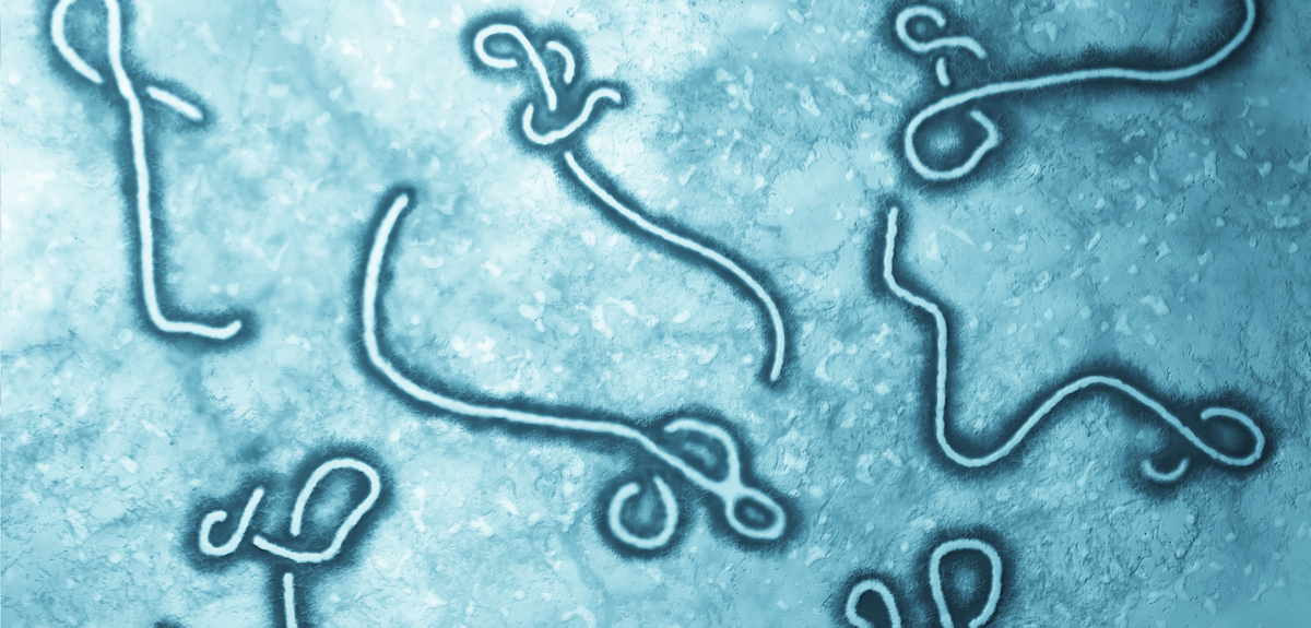 Ebola vaccine offers long-lasting immunity
